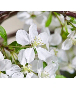 Hänge-Zier-Apfel 'Fontana', Stämmchen -Deutschland Genussgarten Verkaufs-Shop 7282213 WE DE 003 MalusFontanaMagazin