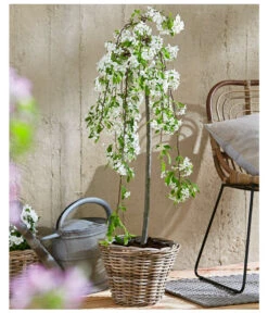 Hänge-Zier-Apfel 'Fontana', Stämmchen -Deutschland Genussgarten Verkaufs-Shop 7282213 WE MO 002 MalusFontanaMagazin