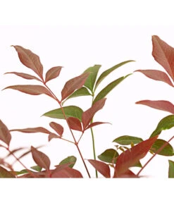 Heiliger Bambus 'Obsessed' -Deutschland Genussgarten Verkaufs-Shop 7296213 PR DE 001 HeiligerBambusNandinaDomesticaObsessed2LDehnerExpressHerzig