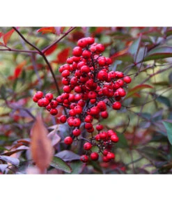 Heiliger Bambus 'Obsessed'