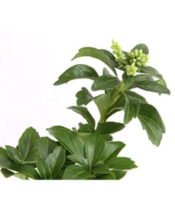 Schattengrün -Deutschland Genussgarten Verkaufs-Shop 7298284 WE DE 003 PachysandraSchattengruen9CDehnerExpressHerzig