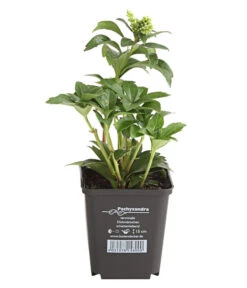 Schattengrün -Deutschland Genussgarten Verkaufs-Shop 7298284 WE FS 003 PachysandraSchattengruen9CDehnerExpressHerzig