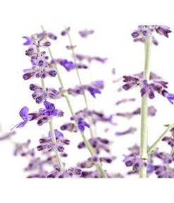 Blauraute 'Blue Spire' -Deutschland Genussgarten Verkaufs-Shop 7302631 WE DE 001 BlaurautePerovskiaAbrotanoidesBlueSpire3LDehnerExpressHerzig