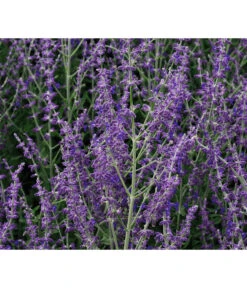 Blauraute 'Blue Spire' -Deutschland Genussgarten Verkaufs-Shop 7302631 WE MO 001 PerovskiaLittleSpireTBlauraute