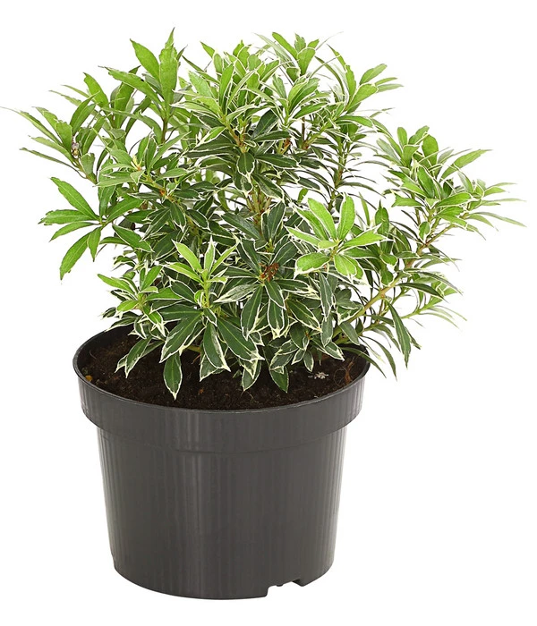 Dehner Schattenglöckchen, Japanische Lavendelheide 'Little Heath' 2 Dehner Schattenglöckchen, Japanische Lavendelheide 'Little Heath' – Bild 2