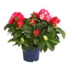 Rhododendron 'Super Mega'