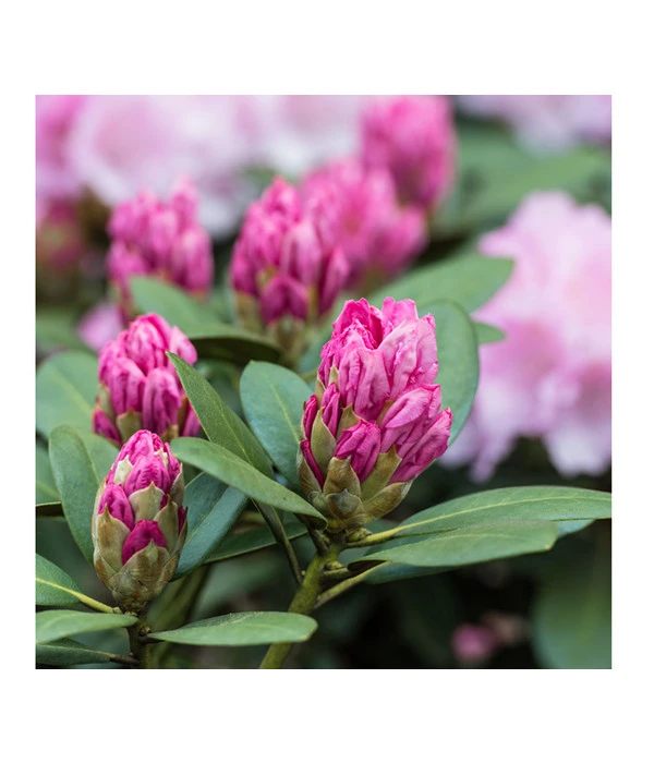 Rhododendron, 10 L 3 Rhododendron, 10 L – Bild 3