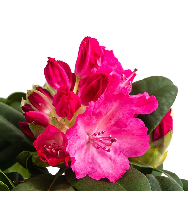 Rhododendron, 10 L 2 Rhododendron, 10 L – Bild 2
