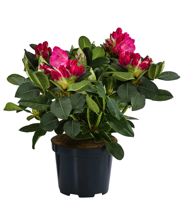 Rhododendron, 10 L 1 Rhododendron, 10 L