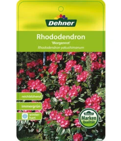 Rhododendron 'Morgenrot' 6 Rhododendron 'Morgenrot' -Deutschland Genussgarten Verkaufs-Shop 7447329 RhododendronMorgenrot Etikett 1