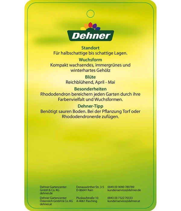 Rhododendron 'Morgenrot' 4 Rhododendron 'Morgenrot' – Bild 4