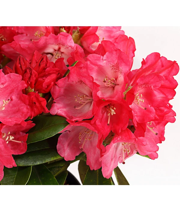 Rhododendron 'Morgenrot' 2 Rhododendron 'Morgenrot' – Bild 2