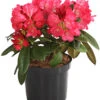Rhododendron 'Morgenrot'