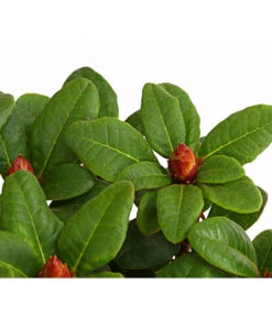 Zwerg-Rhododendron -Deutschland Genussgarten Verkaufs-Shop 7451198 WE DE 001 ZwergrhododendronInRotenSorten11CDehnerExpressHerzig