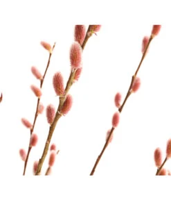 Rotkätzchenweide, Stämmchen -Deutschland Genussgarten Verkaufs-Shop 7461825 WE DE 001 SalixHaengekaetzchenRotkaetzchenStamm2LDehnerExpressHerzig