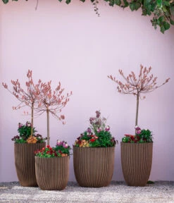 Rotkätzchenweide, Stämmchen -Deutschland Genussgarten Verkaufs-Shop 7461833 7461825 WE MO 001 RotkaetzchenStaemmchen