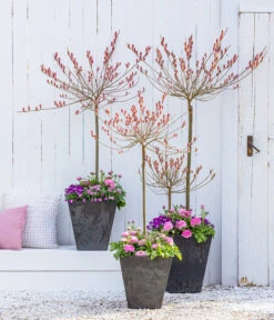 Rotkätzchenweide, Stämmchen -Deutschland Genussgarten Verkaufs-Shop 7461833 WE MO 001 RotkaetzchenWEideStaemmchen