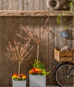 Rotkätzchenweide, Stämmchen -Deutschland Genussgarten Verkaufs-Shop 7461833 WE MO 002 SalixRotkaetchenGC022021