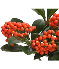 Japanische Frucht-Skimmie 'Temptation' -Deutschland Genussgarten Verkaufs-Shop 7472467 WE DE 001 SkimmiaSkimmieJaponicaTemptation18CDehnerExpressHerzig