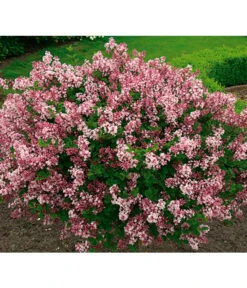 Chinesischer Zwerg-Flieder 'Palibin' -Deutschland Genussgarten Verkaufs-Shop 7489792 BildFS 001 ChinesischerZwergFliederSyrMeyeriPalibin