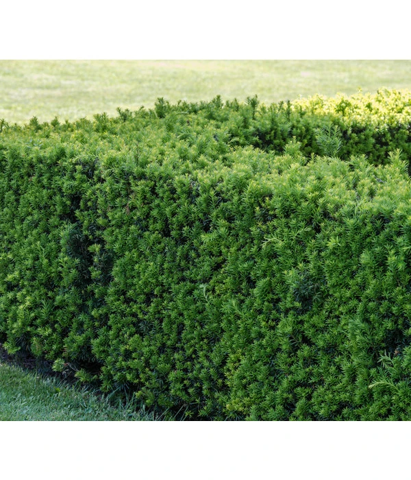 Gemeine Eibe 2 Gemeine Eibe – Bild 2