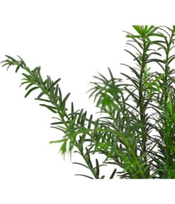 Gemeine Eibe 5 Gemeine Eibe -Deutschland Genussgarten Verkaufs-Shop 7497100 PR DE 001 TaxusEibeBaccata9CDehnerExpressHerzig