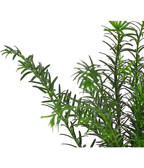 Gemeine Eibe 3 Gemeine Eibe – Bild 3