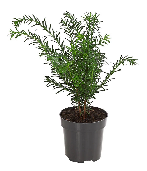 Gemeine Eibe 1 Gemeine Eibe