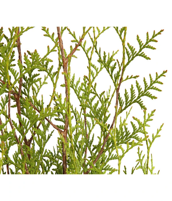 8 Meter Lebensbaum 'Brabant', 20 X Ca. 125-150 Cm 3 8 Meter Lebensbaum 'Brabant', 20 X Ca. 125-150 Cm – Bild 3