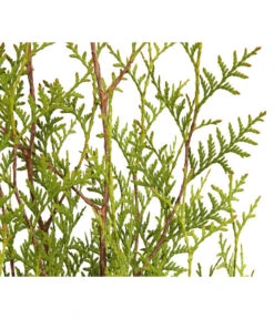 13 Meter Lebensbaum 'Brabant', 40 X Ca. 100-125 Cm -Deutschland Genussgarten Verkaufs-Shop 7511009 WE DE 001 LebensbaumThujaOccidentalisBrabant3L