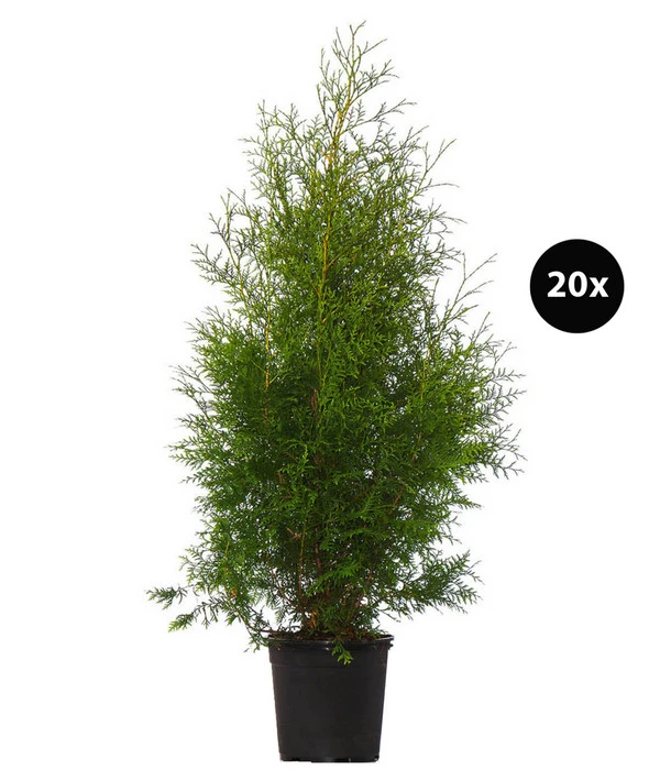 8 Meter Lebensbaum 'Brabant', 20 X Ca. 125-150 Cm 1 8 Meter Lebensbaum 'Brabant', 20 X Ca. 125-150 Cm