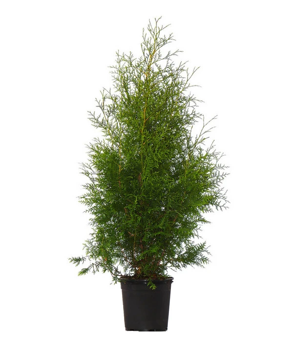 8 Meter Lebensbaum 'Brabant', 20 X Ca. 125-150 Cm 2 8 Meter Lebensbaum 'Brabant', 20 X Ca. 125-150 Cm – Bild 2