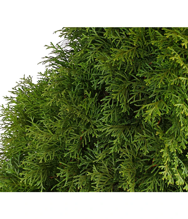 13 Meter Lebensbaum 'Smaragd', 40 X Ca. 80-100 Cm 5 13 Meter Lebensbaum 'Smaragd', 40 X Ca. 80-100 Cm – Bild 5