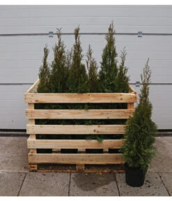 13 Meter Lebensbaum 'Smaragd', 40 X Ca. 80-100 Cm 8 13 Meter Lebensbaum 'Smaragd', 40 X Ca. 80-100 Cm -Deutschland Genussgarten Verkaufs-Shop 7517592 WE FS 002 ThujaSmaragdC7 5