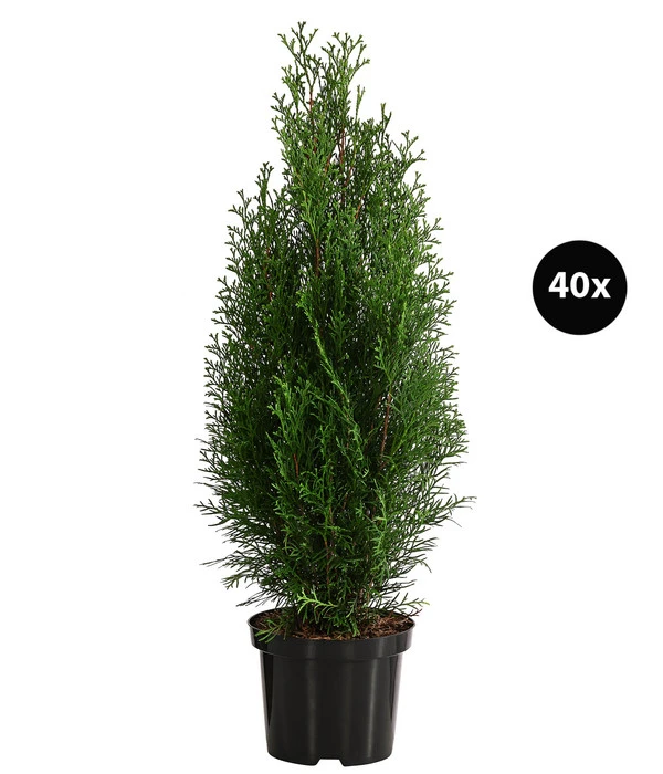 13 Meter Lebensbaum 'Smaragd', 40 X Ca. 80-100 Cm 1 13 Meter Lebensbaum 'Smaragd', 40 X Ca. 80-100 Cm