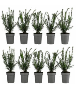 2-3 Meter Europäische Eibe, 10 X Ca. 30 Cm