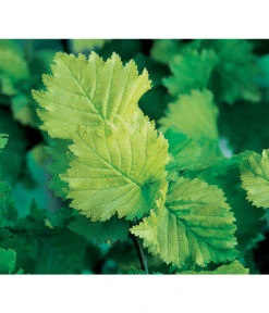 Gold-Ulme 'Wredei' -Deutschland Genussgarten Verkaufs-Shop 7527187 BildD 001 GoldUlmeWredeiUlmusCarpWredei