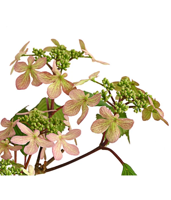 Rosa Etagen-Schneeball 'Molly Schroeder' 2 Rosa Etagen-Schneeball 'Molly Schroeder' – Bild 2