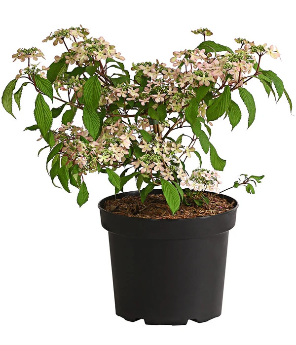 Rosa Etagen-Schneeball 'Molly Schroeder' 1 Rosa Etagen-Schneeball 'Molly Schroeder'