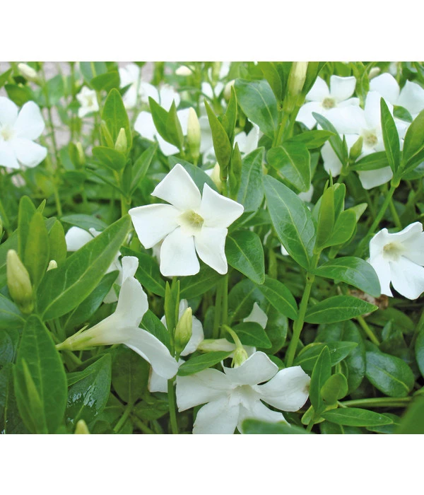 Weißes Immergrün 'Alba' 1 Weißes Immergrün 'Alba'