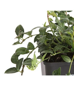 Weißes Immergrün 'Alba' 7 Weißes Immergrün 'Alba' -Deutschland Genussgarten Verkaufs-Shop 7539885 PR DE 001 VincaImmergruenMinorWeiss9CDehnerExpressHerzig