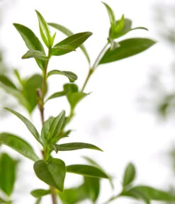 5 Meter Gemeiner Liguster, 15 X Ca. 100-150 Cm 5 5 Meter Gemeiner Liguster, 15 X Ca. 100-150 Cm -Deutschland Genussgarten Verkaufs-Shop 7548373 7548373 7548399 7548407 7548415 7548423 WE DE 001 GemeinerLiguster