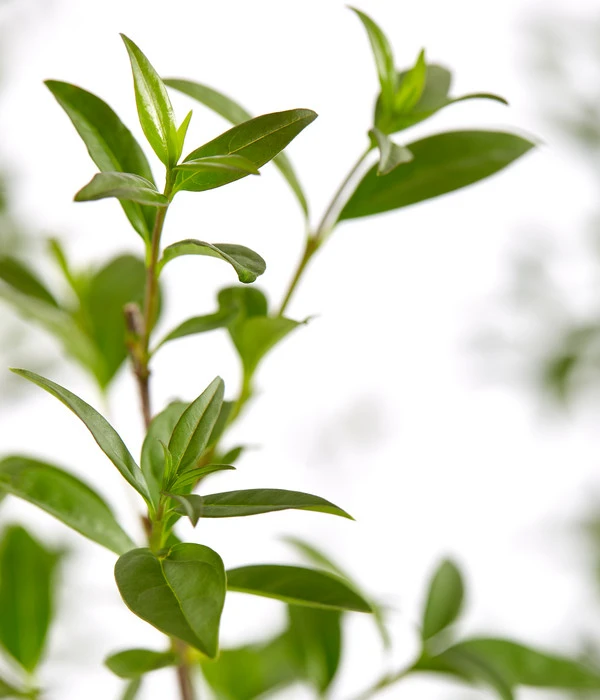 5 Meter Gemeiner Liguster, 15 X Ca. 100-150 Cm 3 5 Meter Gemeiner Liguster, 15 X Ca. 100-150 Cm – Bild 3