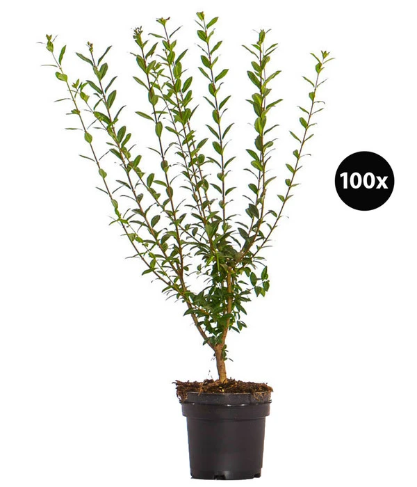 25 Meter Wintergrüner Liguster 'Atrovirens', 100 X Ca. 60-100 Cm 1 25 Meter Wintergrüner Liguster 'Atrovirens', 100 X Ca. 60-100 Cm