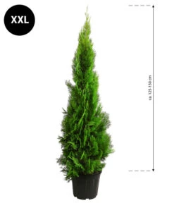 XXL Lebensbaum 'Pyramidalis Aurea', Ca. 125-150 Cm -Deutschland Genussgarten Verkaufs-Shop 7550759 WE BG 003 LebensbaumPyramidalisAureaXXL