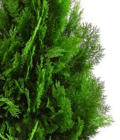 XXL Lebensbaum 'Pyramidalis Aurea', Ca. 125-150 Cm -Deutschland Genussgarten Verkaufs-Shop 7550759 WE DE 001 ThujaPyramidalisXXL