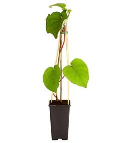 Kiwi 'Atlas', Männlich -Deutschland Genussgarten Verkaufs-Shop 7600216 PR FS 002 KiwiAtlasActinidiaMaennlich2L