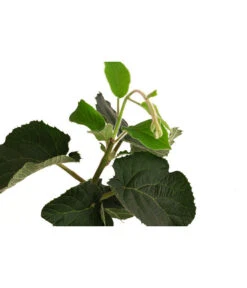 Kiwi 'Solo' -Deutschland Genussgarten Verkaufs-Shop 7600448 WE DE 001 KiwiSolo