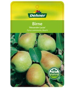 Winterbirne 'Alexander Lucas' -Deutschland Genussgarten Verkaufs-Shop 7602709 BirneAlexanderLucas Etikett 1
