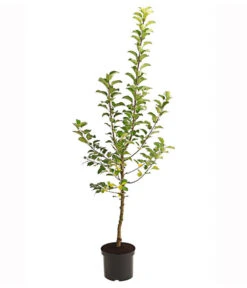 Herbstapfel 'Alkmene' -Deutschland Genussgarten Verkaufs-Shop 7602980 PR FS 001 ApfelAlkmeneBusch95LiterDehnerExpressHerzig